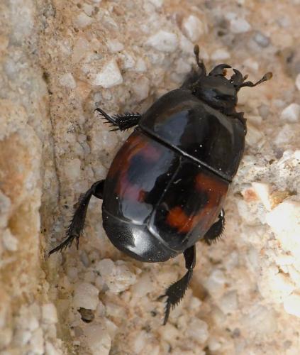 Hister quadrimaculatus